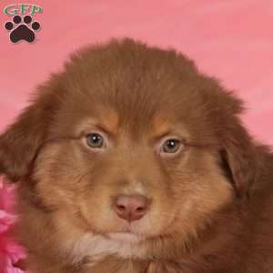 Debbie, Australian Shepherd Puppy